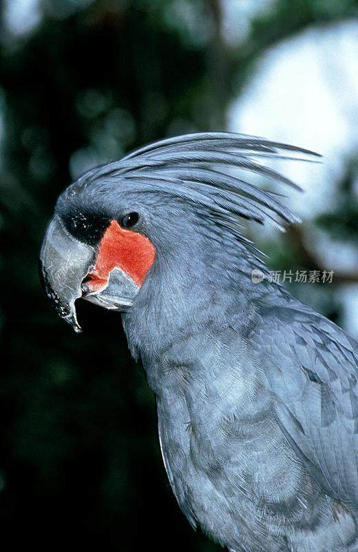 棕榈凤头鹦鹉，长喙鹰，羽冠半凸的成体