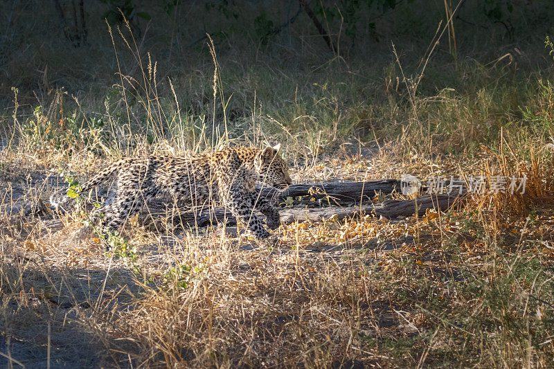 豹幼崽。非洲博茨瓦纳的奥卡万戈三角洲