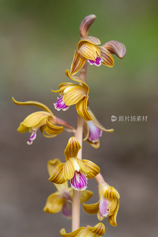 冠状珊瑚根兰花，白崖自然地区，阿肯色州