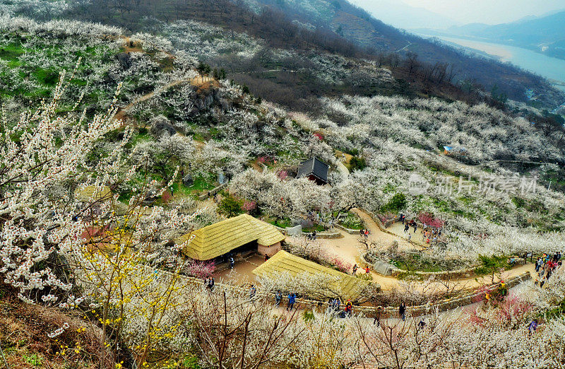 韩国春天风景