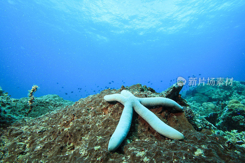 海星在海底，在水下