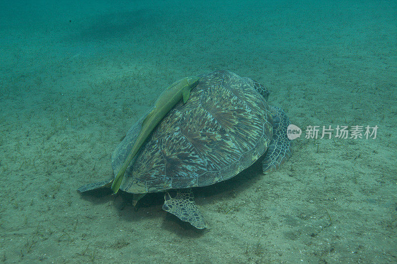 水下拍摄的绿海龟和玳瑁海龟