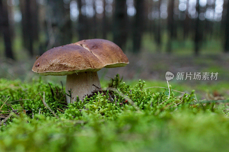 在森林中的苔藓中生长的一种单独的月桂蘑菇