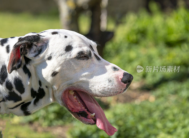 达尔马提亚在炎热的一天