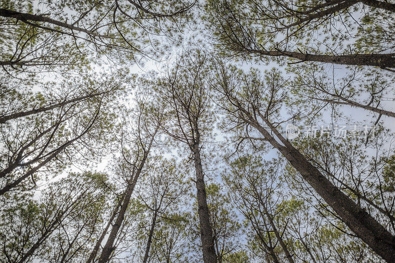 泰国清迈，茂密的松树林中