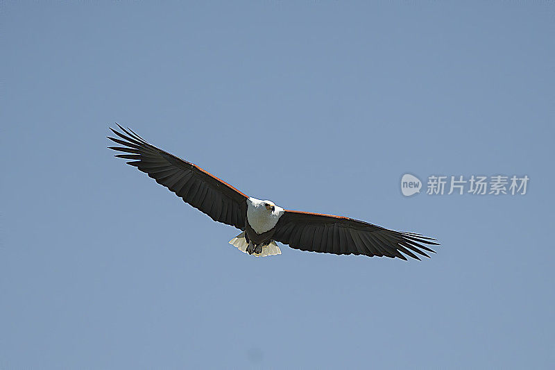 美国Fish-Eagle