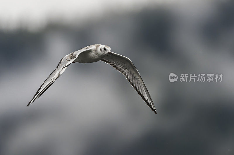 波拿巴的海鸥，费城色头鸥，是一种小海鸥。阿拉斯加海军部岛，汤加斯国家森林，帕克溪。鸥科。成人非繁殖地。