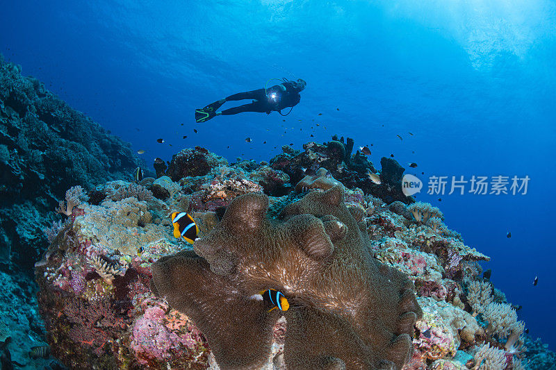 橙尾海葵鱼(双翅角鲨目)和女潜水员-帕劳，密克罗尼西亚
