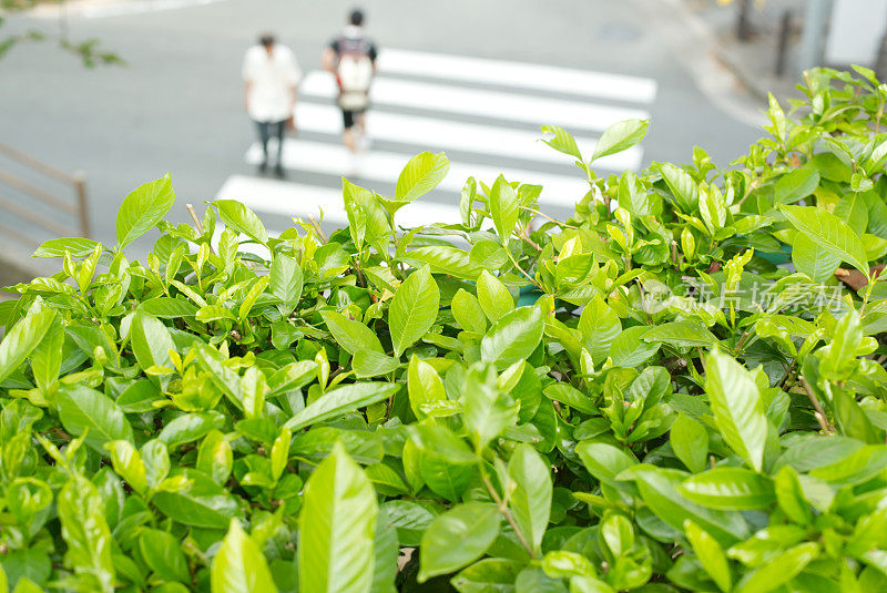 人行横道