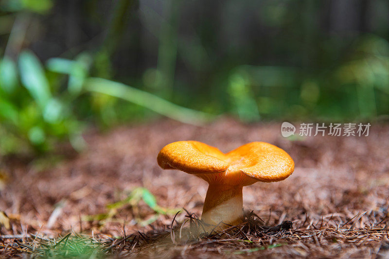 蘑菇生长在松林的针叶林里