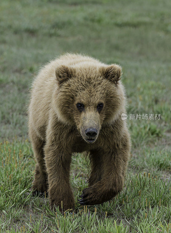 阿拉斯加卡特迈国家公园，哈罗湾，棕熊幼崽在草地上玩耍。