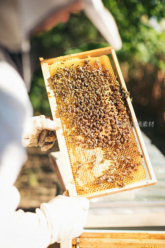 照料蜂箱的年轻养蜂人