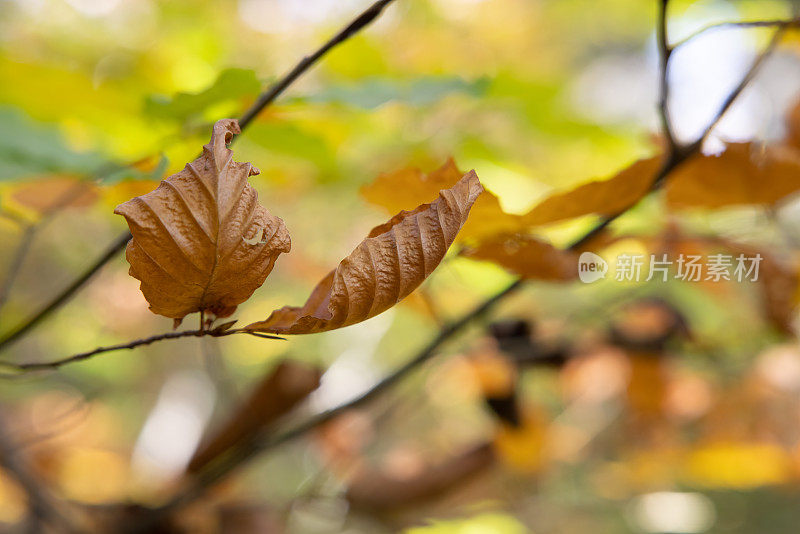 美丽的秋天背景与山毛榉树叶