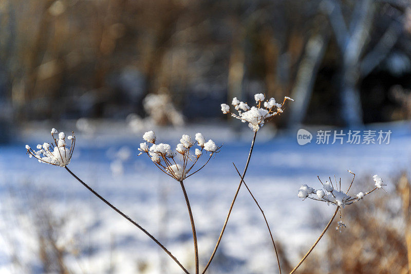 树枝树森林光孤立绿色葱郁阳光冬天雪冷冻冻