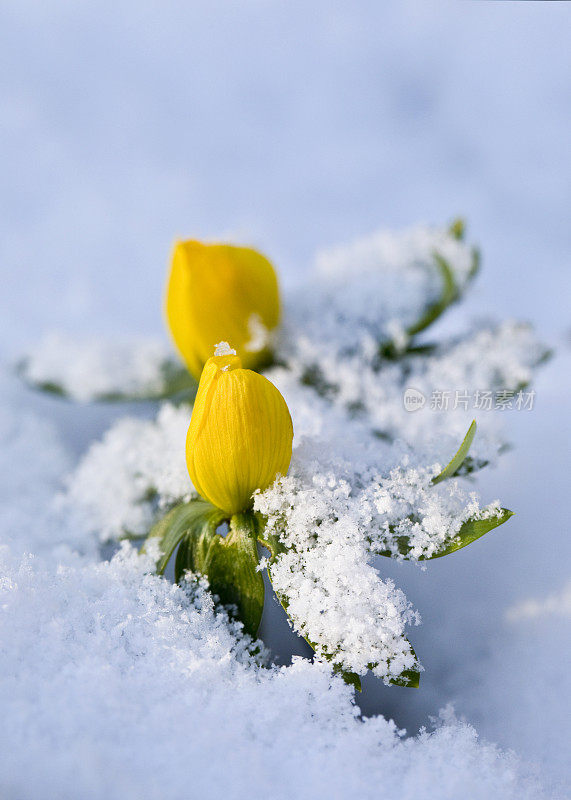 雪地里的黄花