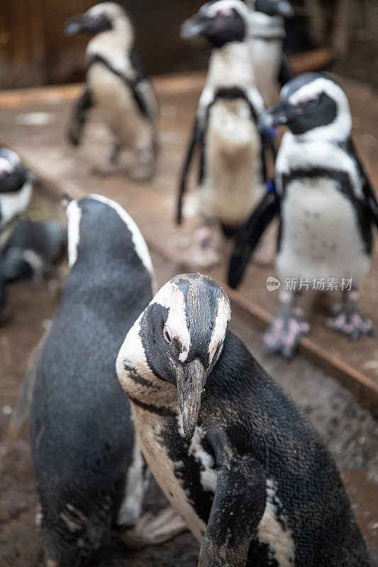 一群企鹅聚集在一个室内围栏里