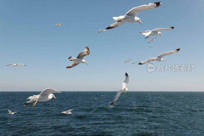 蓝天上的海鸥