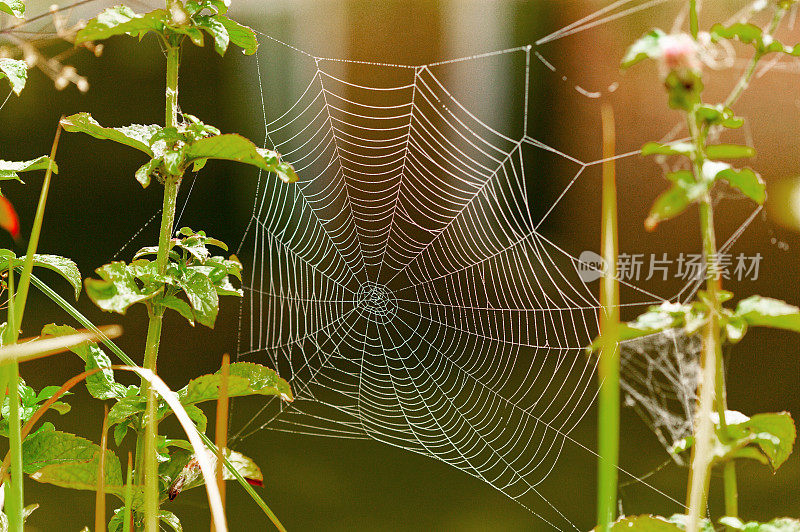 蜘蛛网的特写在植物之间被照亮