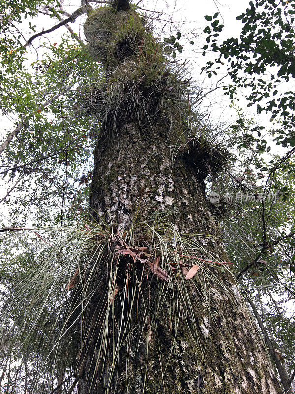 观赏橡树树干与彩色地衣，苔藓与几架飞机