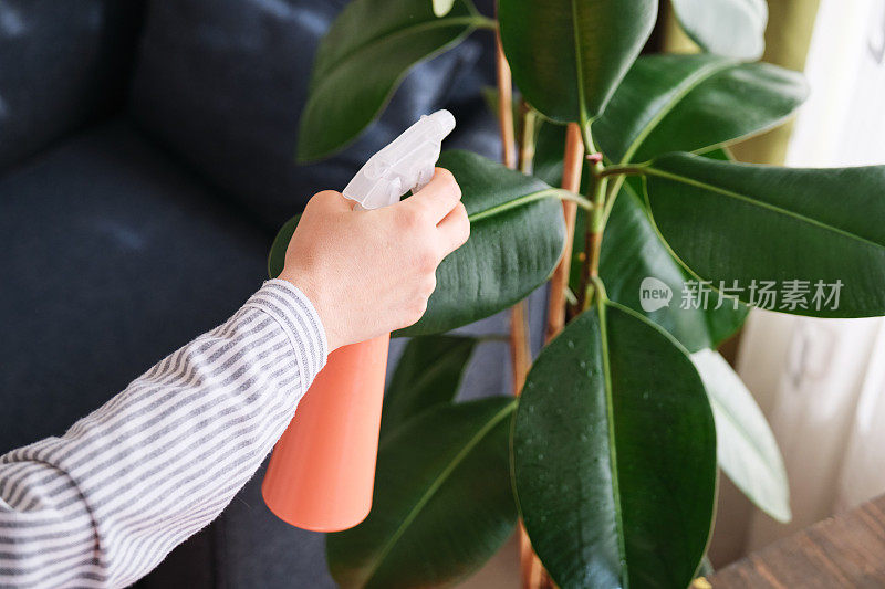 女人在家给植物浇水