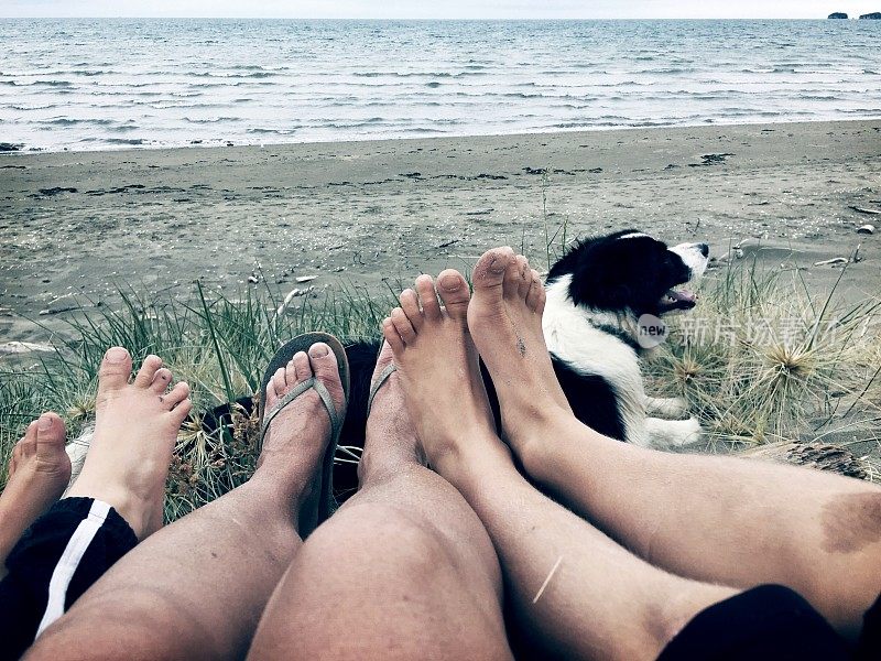 通过脚到海滩上的狗的观点