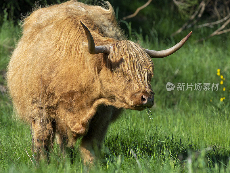 苏格兰高地牛