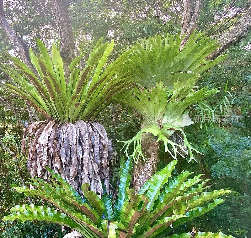 热带雨林中野生的鹿角蕨类