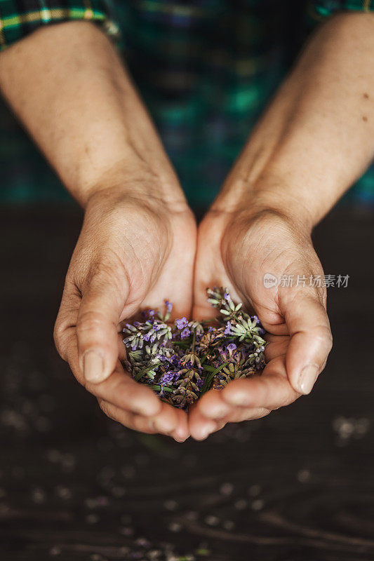 手持薰衣草花蕾的女子