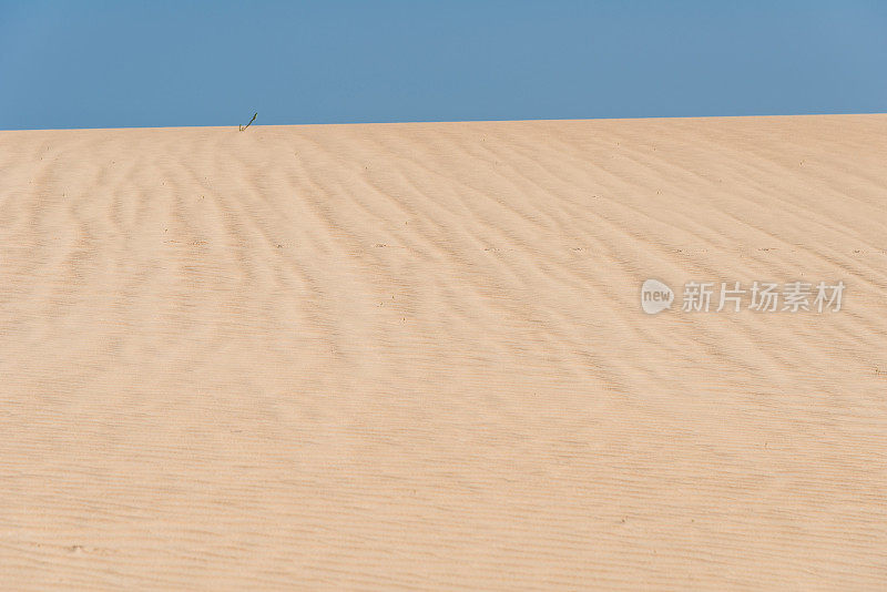 沙漠的沙土和植被少气候变化-富埃特文图拉