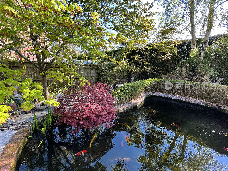阳光明媚的日本花园和鱼游泳的锦鲤池的形象，装饰木材露台，枫树槭树，竹子，盆栽植物，观赏性草，日本花岗岩灯笼，盆景树和树篱背景