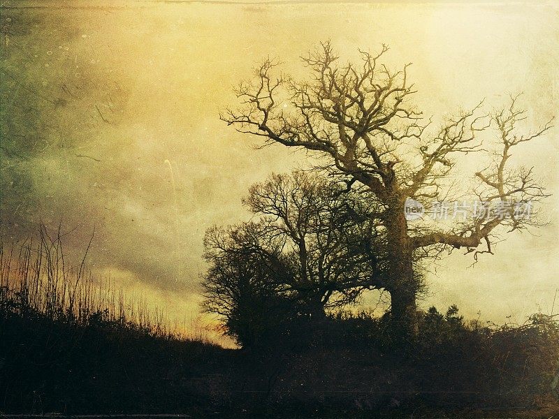 夕阳下的英国古树