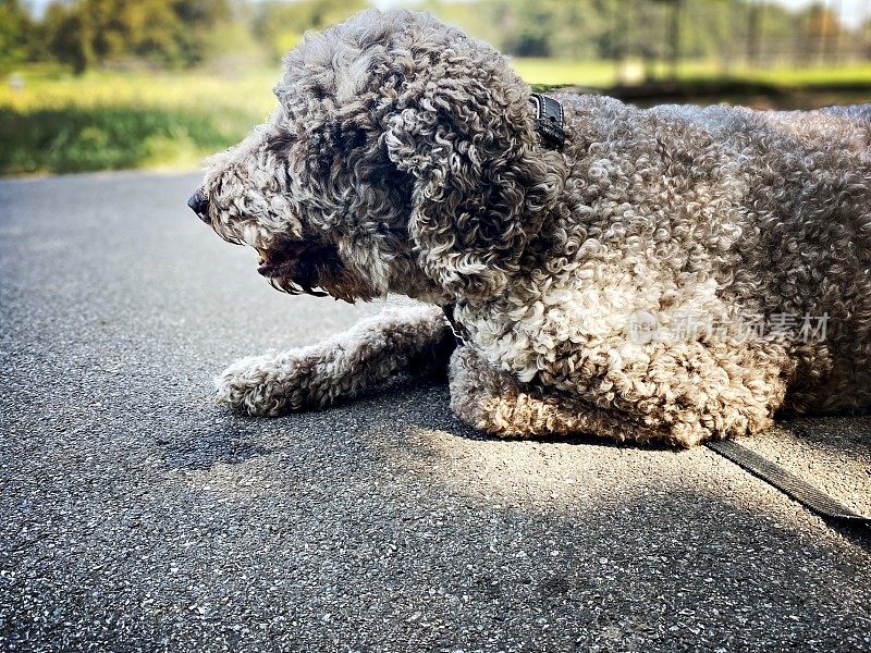 一只拉布拉多犬在热天躺在公园里