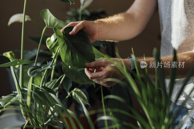 一位无名英俊的园丁在桌子上布置室内植物