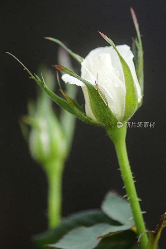 花园花盆中微型玫瑰白色花蕾的特写图像，模糊的园艺背景，聚焦前景
