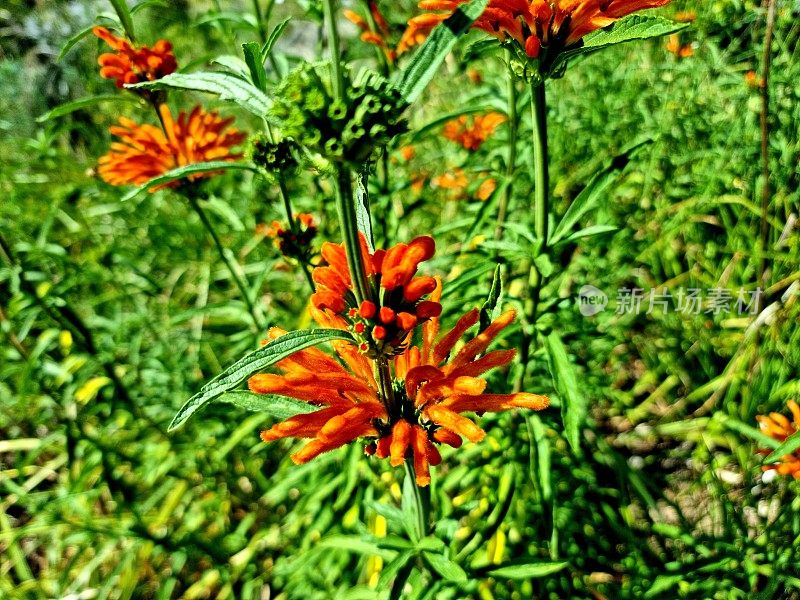 Leonotis(狮子的耳朵)