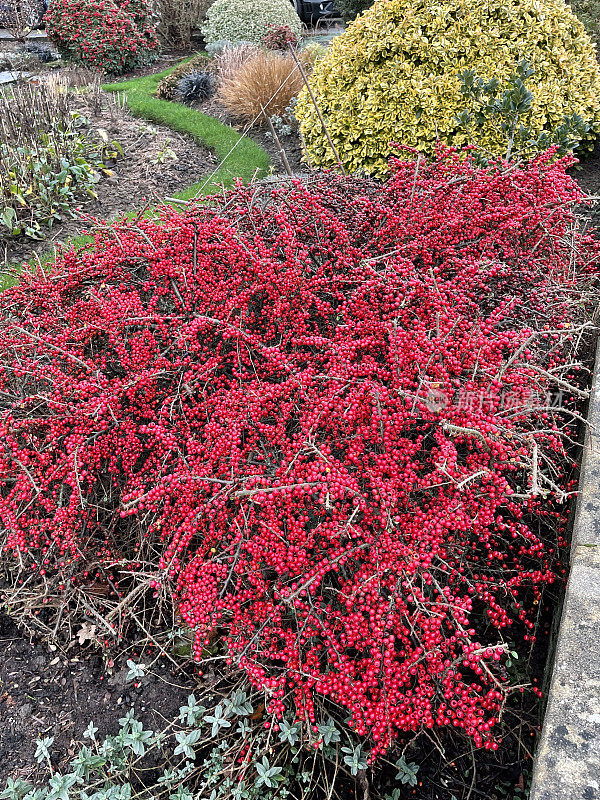 冬季，近距离拍摄花园边缘的石喷梧桐(水平梧桐)灌木的红色浆果，重点放在前景