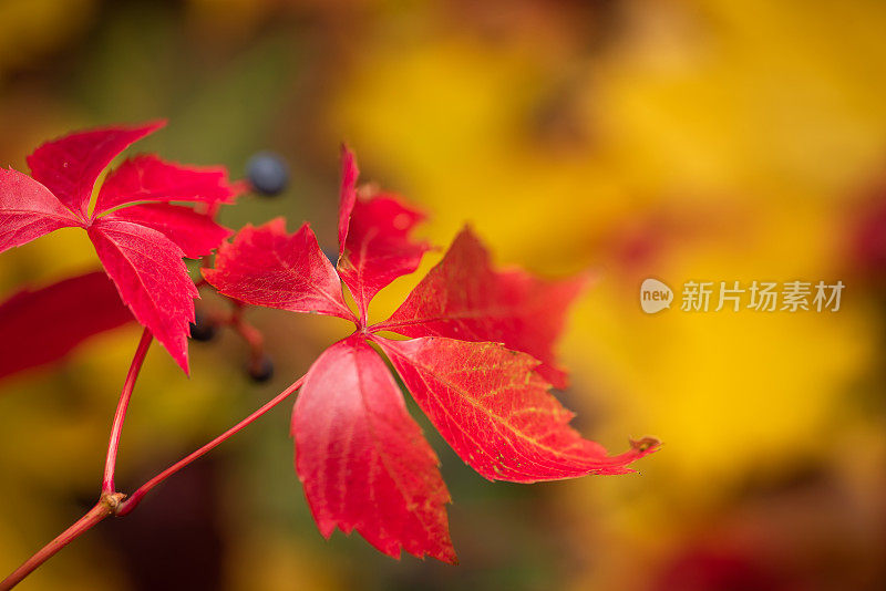 红色的秋叶在五颜六色的秋叶的背景上。日落时的秋叶