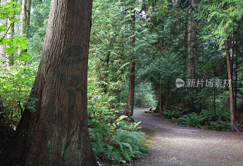 夏末的温哥华森林小路