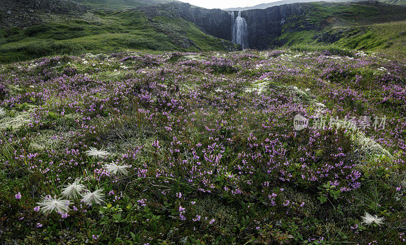 冰岛的野花和古弗斯瀑布