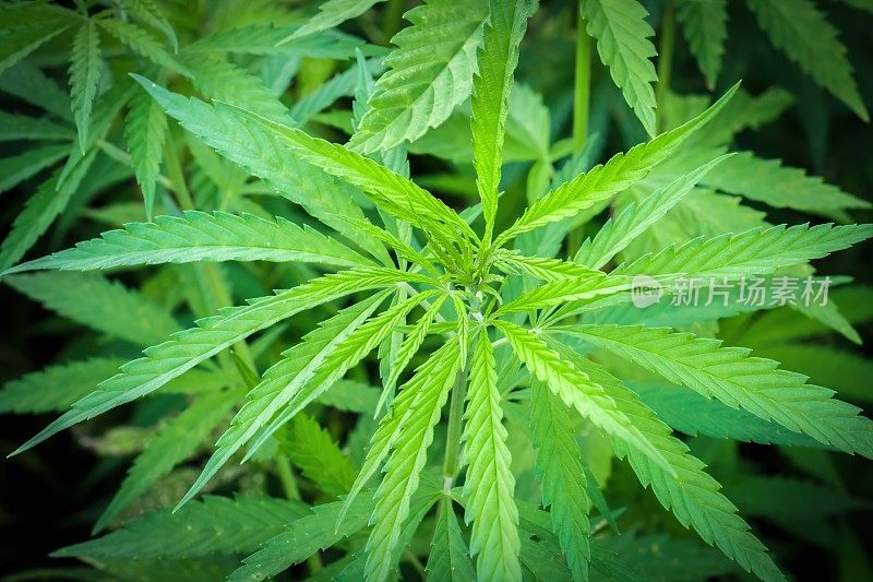大麻植物在户外-大麻农田