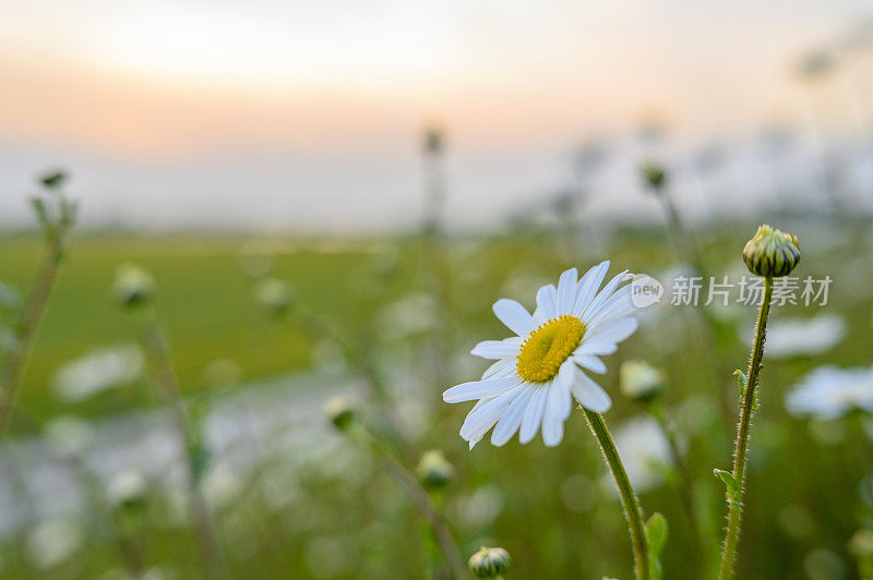 在美丽的春日结束时，雏菊在春色盎然的草地上盛开