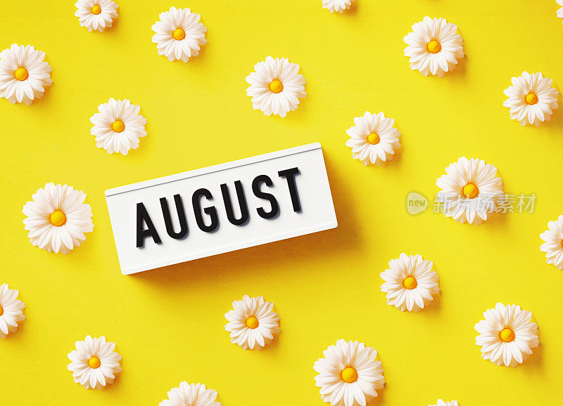8月写的白色灯箱，坐在黄色背景的白色雏菊中间