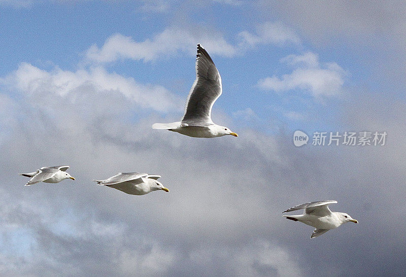 飞行中的许多海鸥