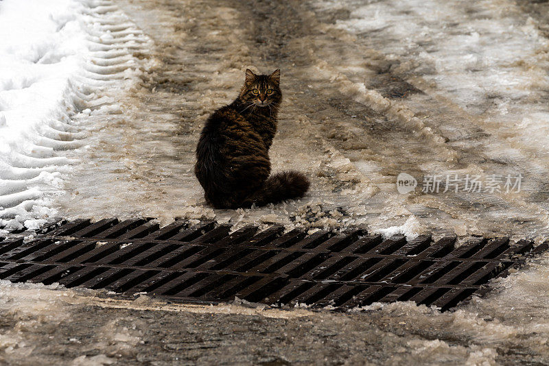 伊斯坦布尔，流浪猫在冬天的雪地里行走