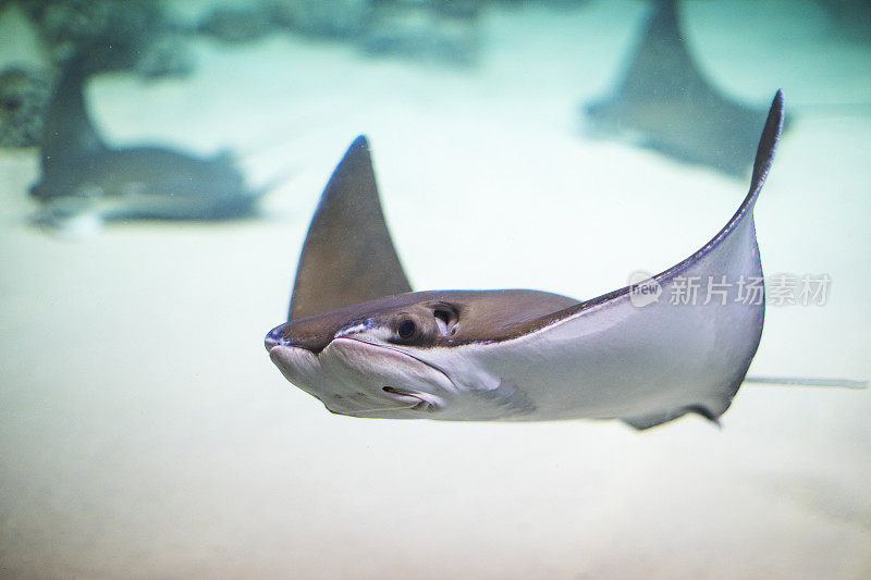 在水族馆的水下溜冰