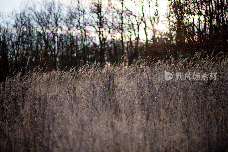 美丽的抽象特写金色的干草草地