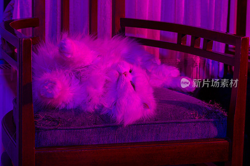 紫色光苏格兰折长毛猫和波斯猫混合的Persittish小猫