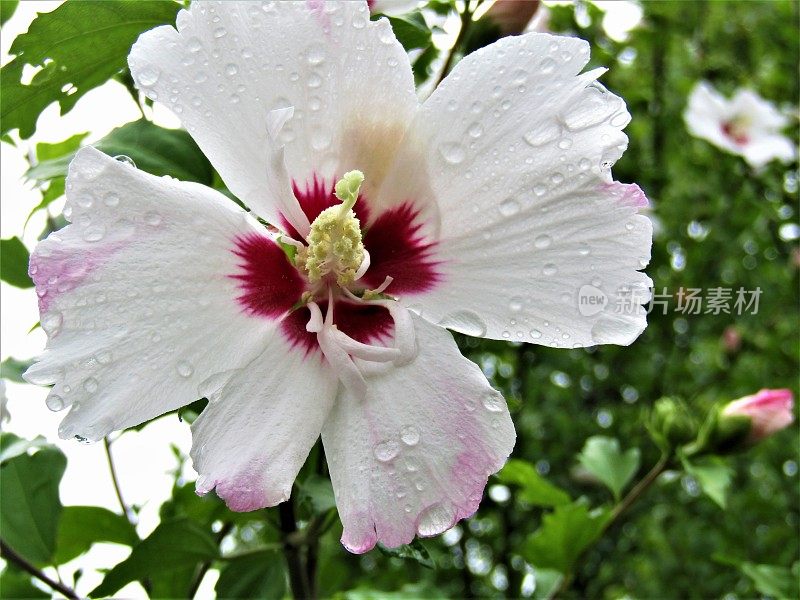 日本。7月。雨滴落在花上。