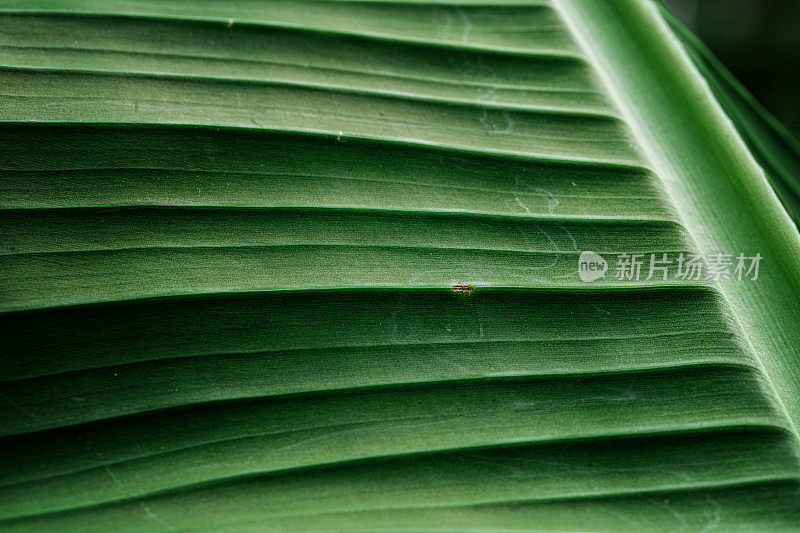 芭蕉叶纹理宏观摄影