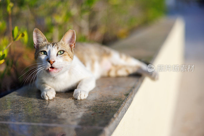 红鲭虎斑猫躺在温暖的花园墙壁上，嘴巴微微张开